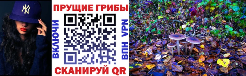 Купить  Сенгилей  Псилоцибиновые грибы GOLDEN TEACHER 